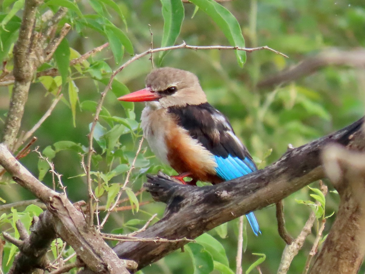 Alción Cabeciblanco - ML644015070