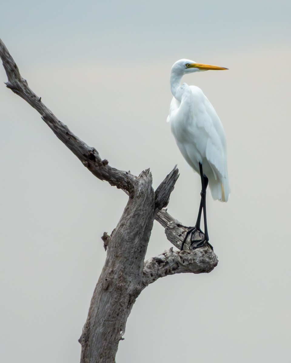 egretthegre - ML644015072