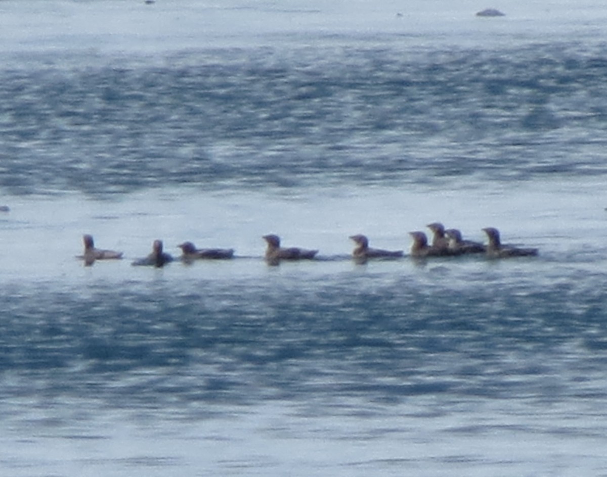 Guillemot marbré - ML644015080
