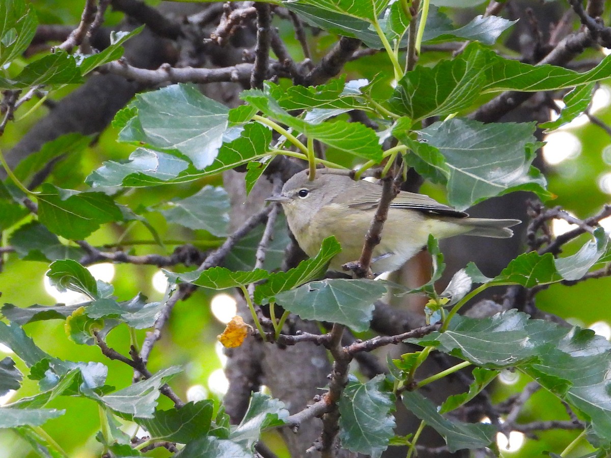 Orange-crowned Warbler - ML644015088