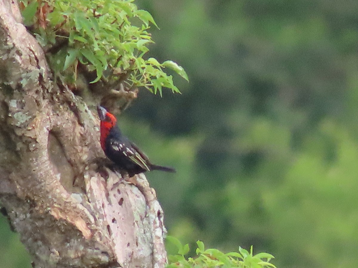 Черноклювая либия - ML644015092