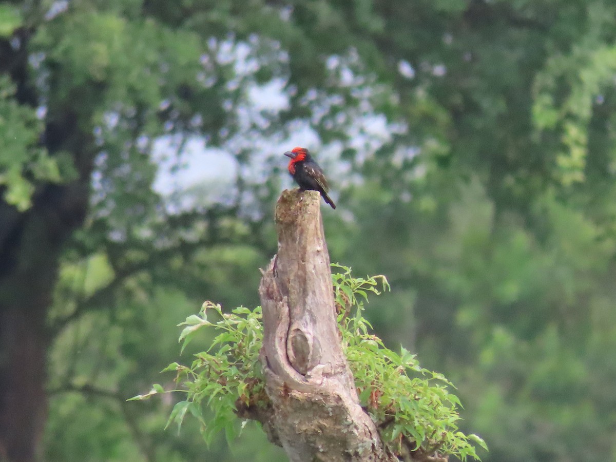 Черноклювая либия - ML644015102