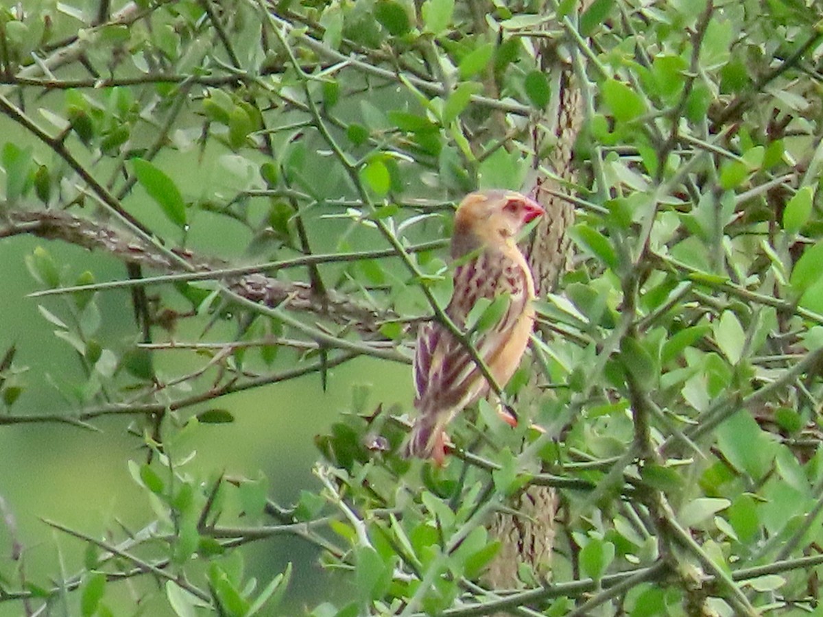Travailleur à bec rouge - ML644015105