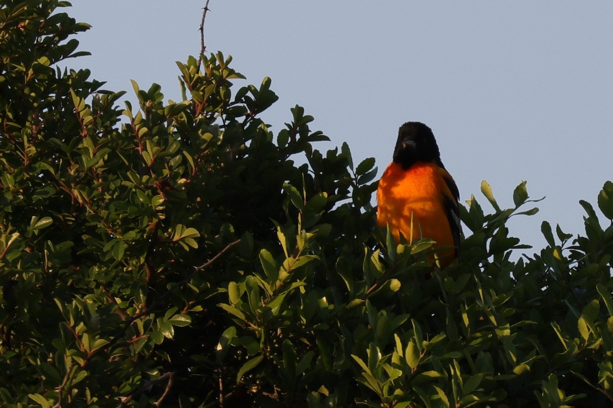 Baltimore Oriole - ML644015106