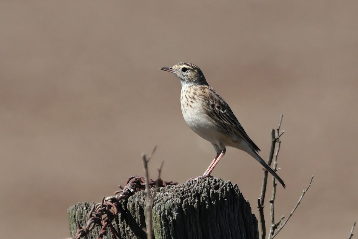 Australian Pipit - ML644015110
