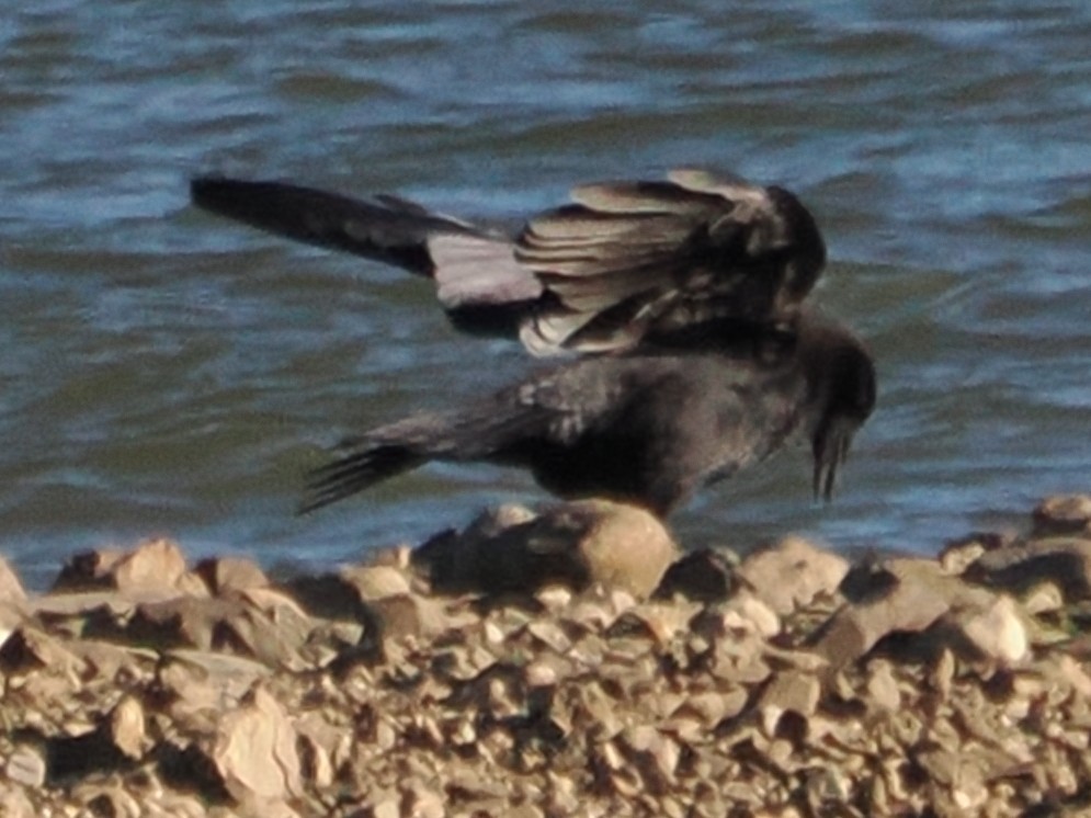 amerikakråke - ML644015116