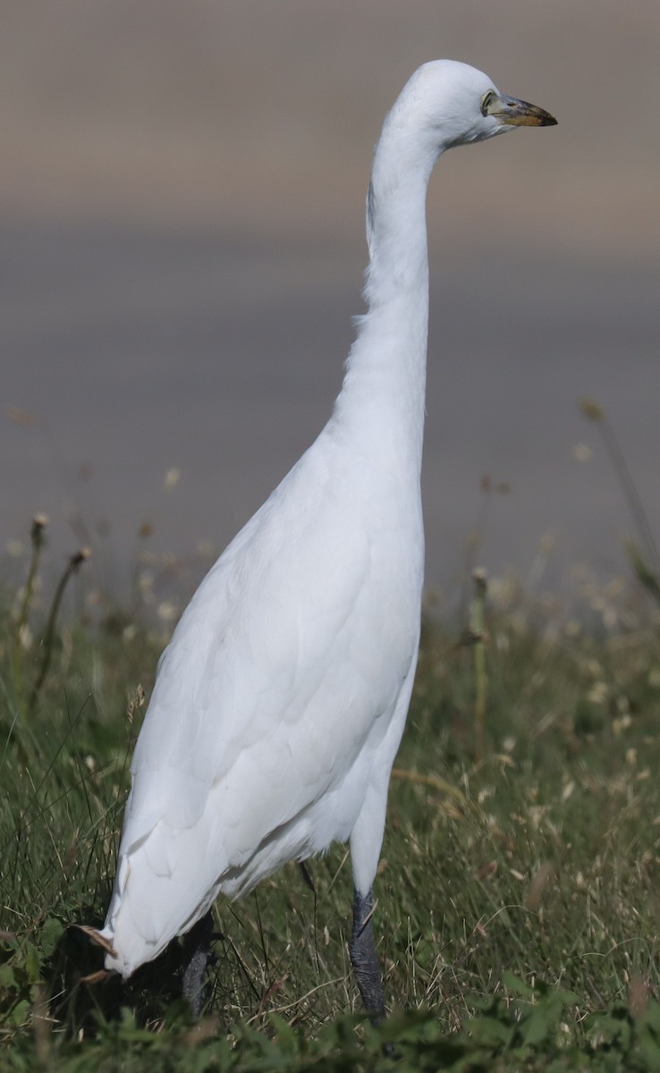 Western Cattle-Egret - ML644015132