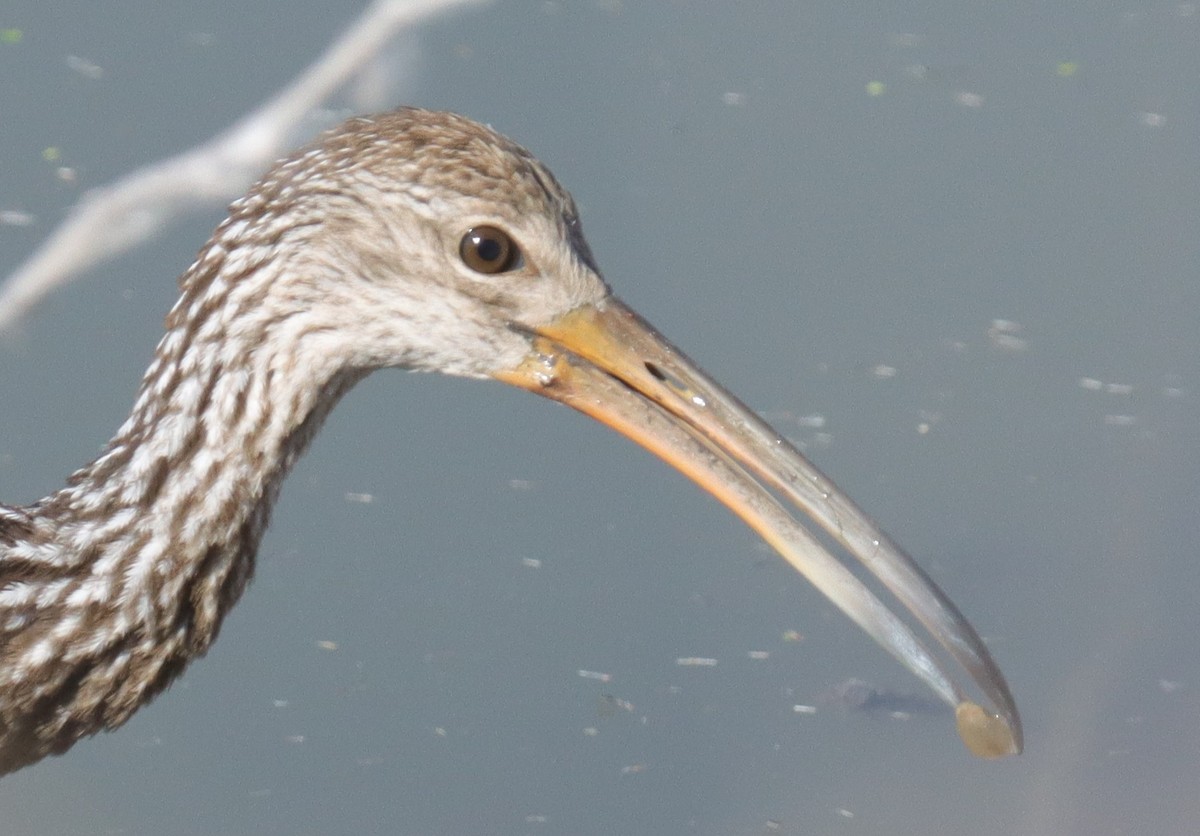 Limpkin - ML644015138