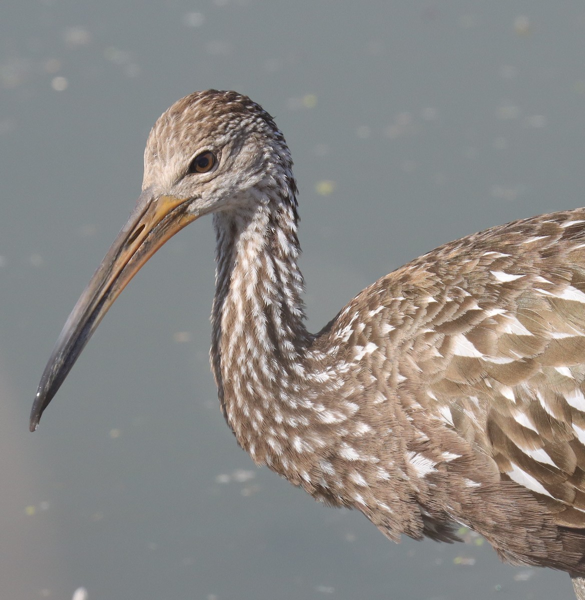 Limpkin - ML644015146