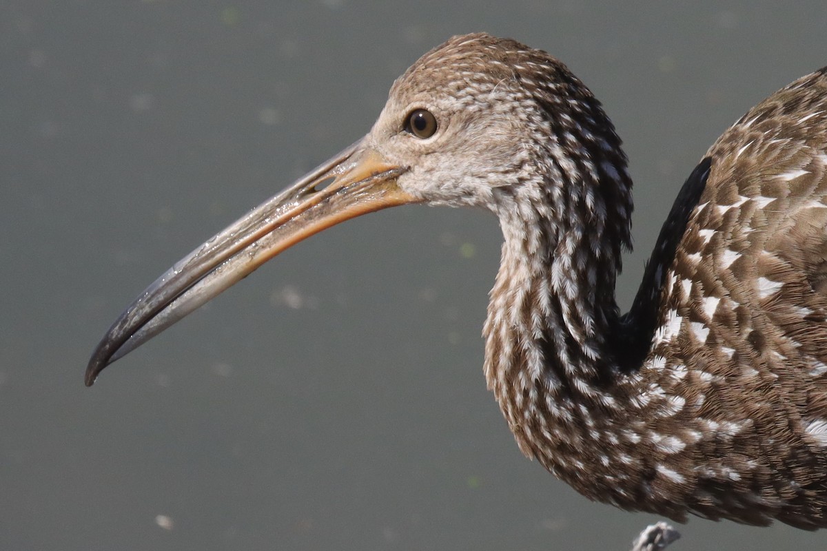 Limpkin - ML644015159