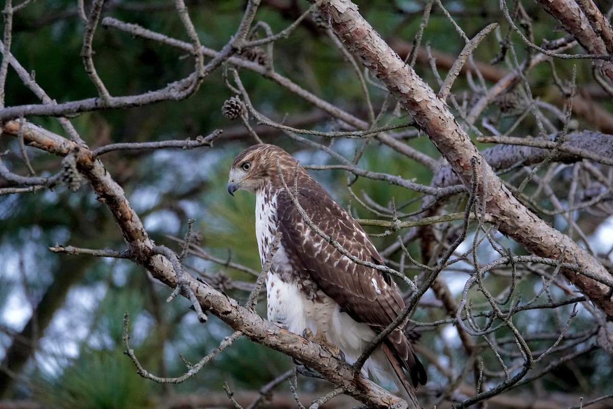 Red-tailed Hawk - ML644015160
