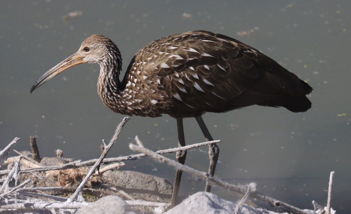 Limpkin - ML644015164