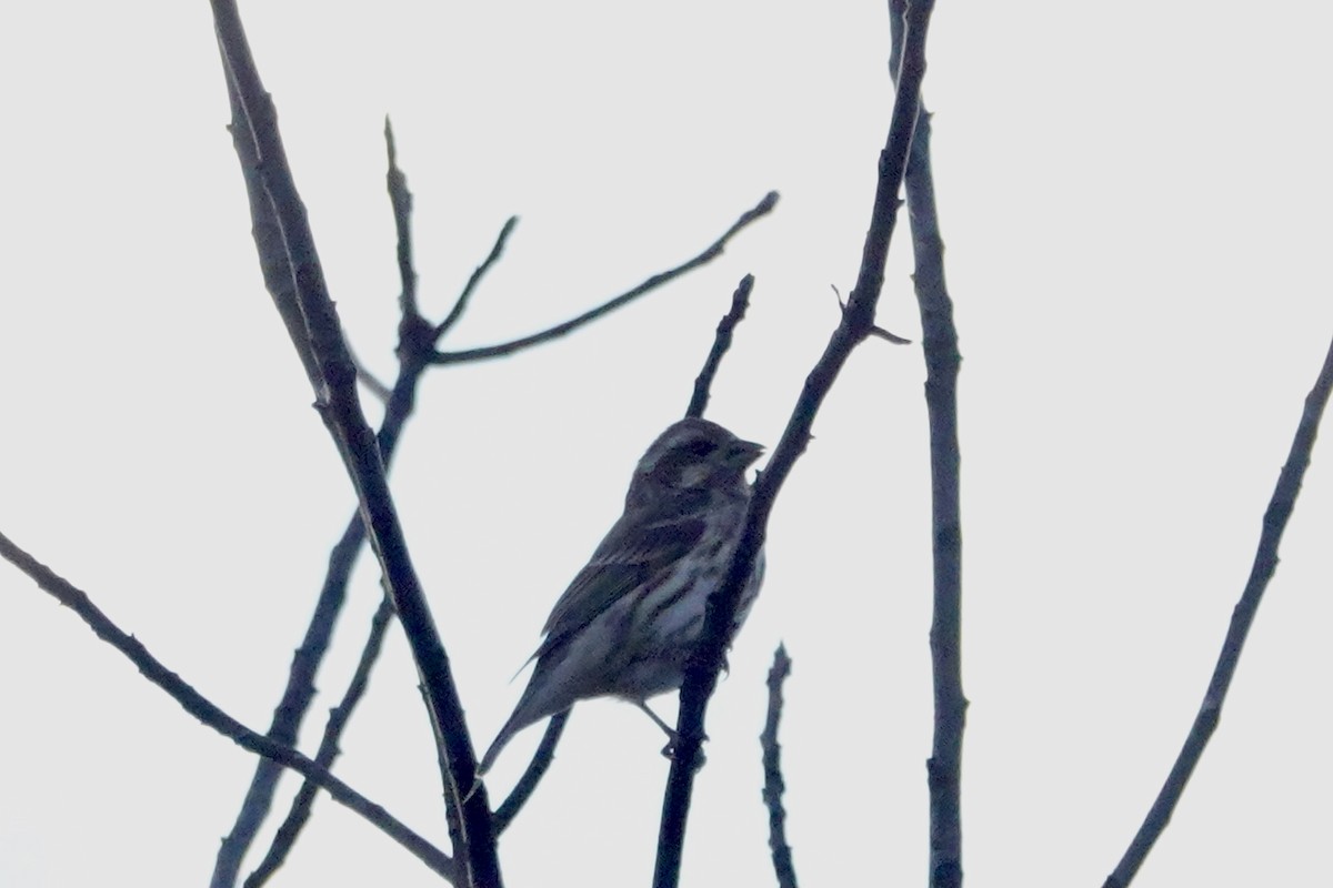 Purple Finch - ML644015165