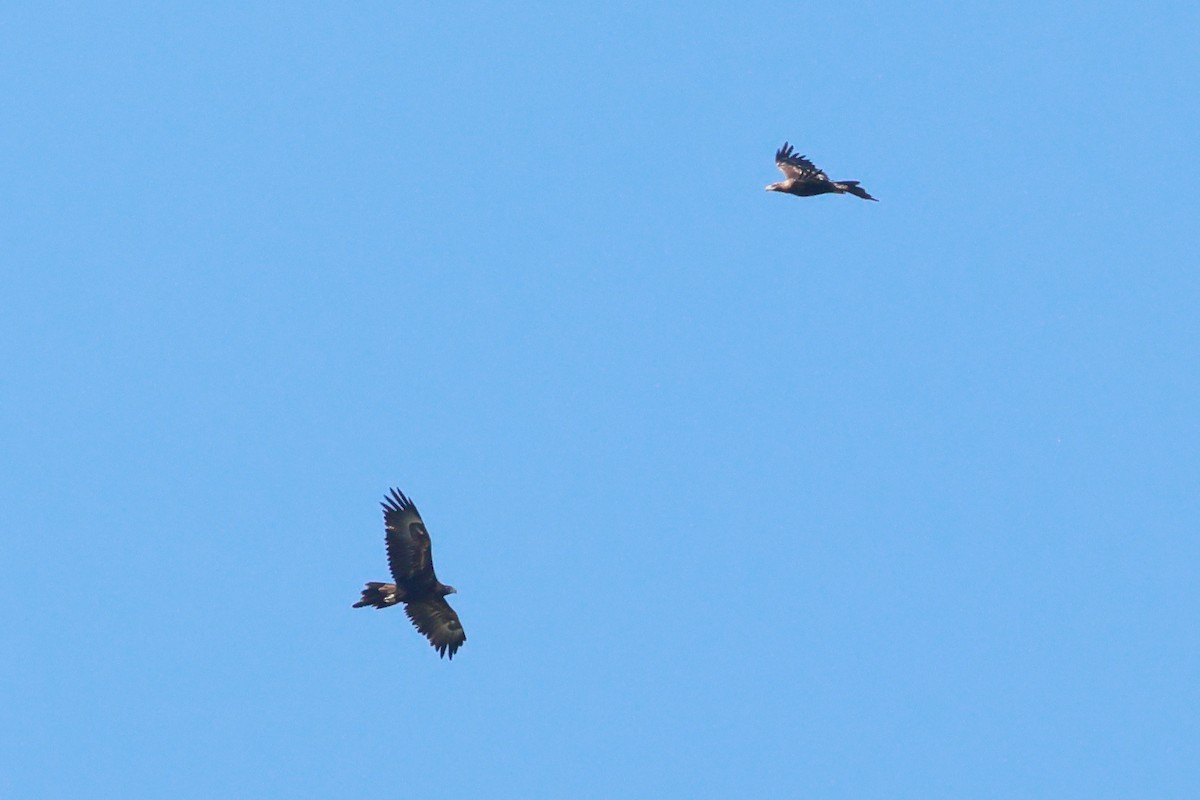 Wedge-tailed Eagle - ML644015167