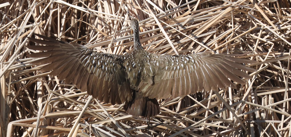 Limpkin - ML644015169