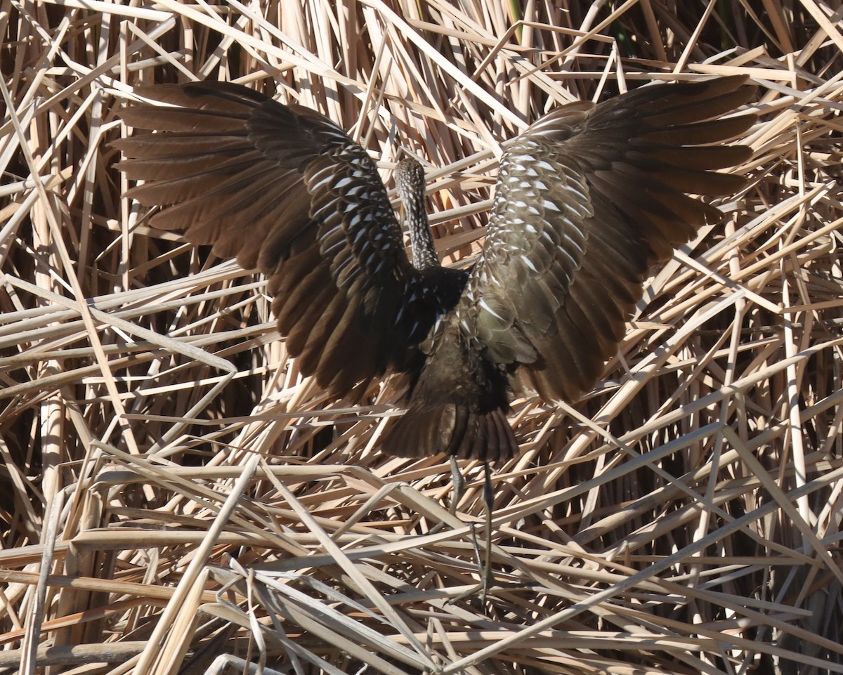 Limpkin - ML644015176