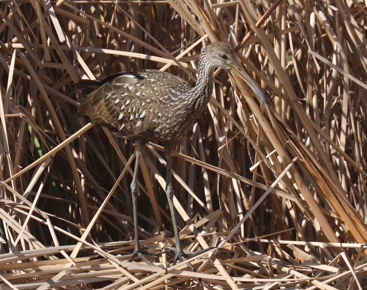 Limpkin - ML644015185