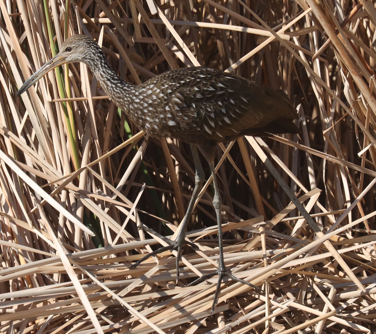 Limpkin - ML644015202