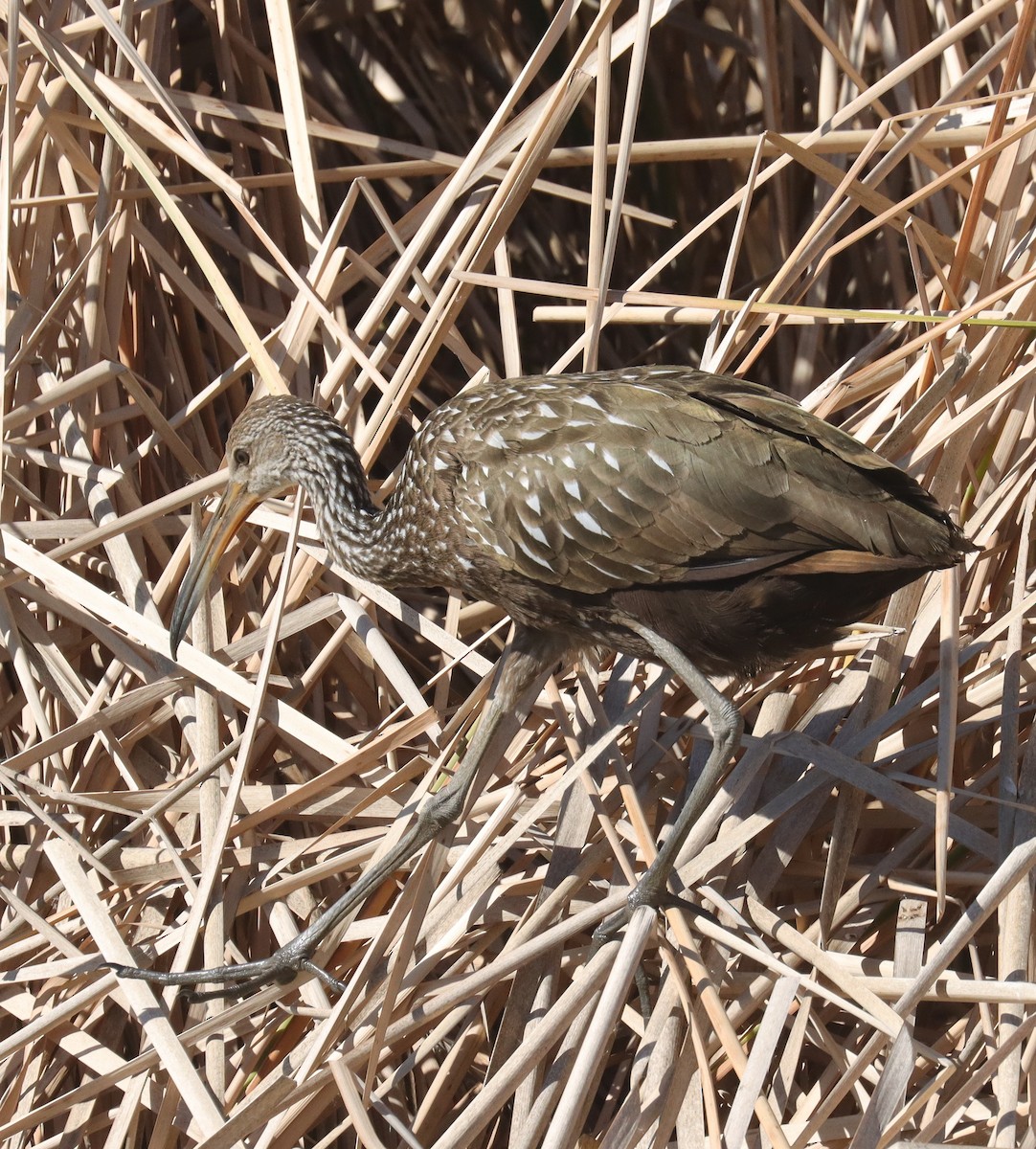Limpkin - ML644015207