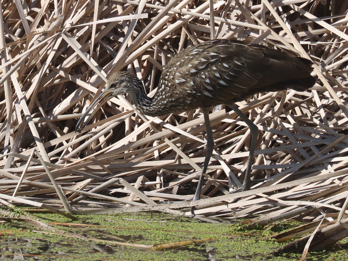 Limpkin - ML644015216