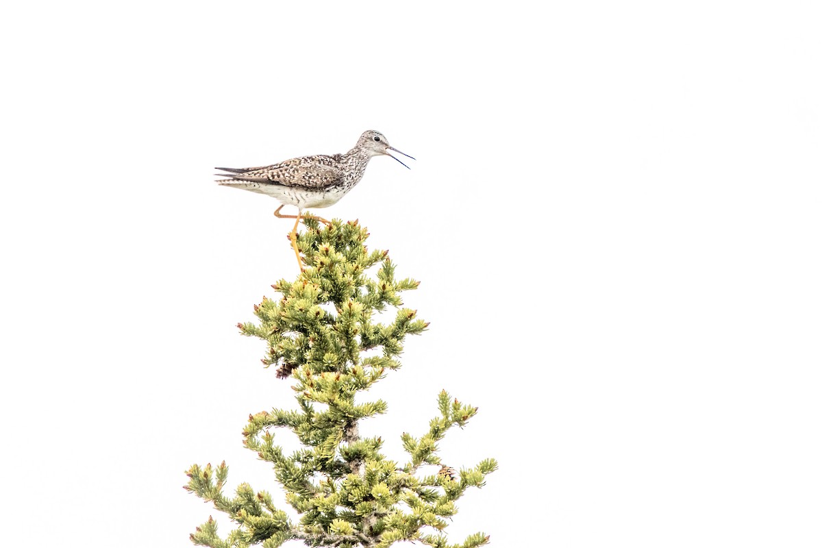 Lesser Yellowlegs - ML644015217