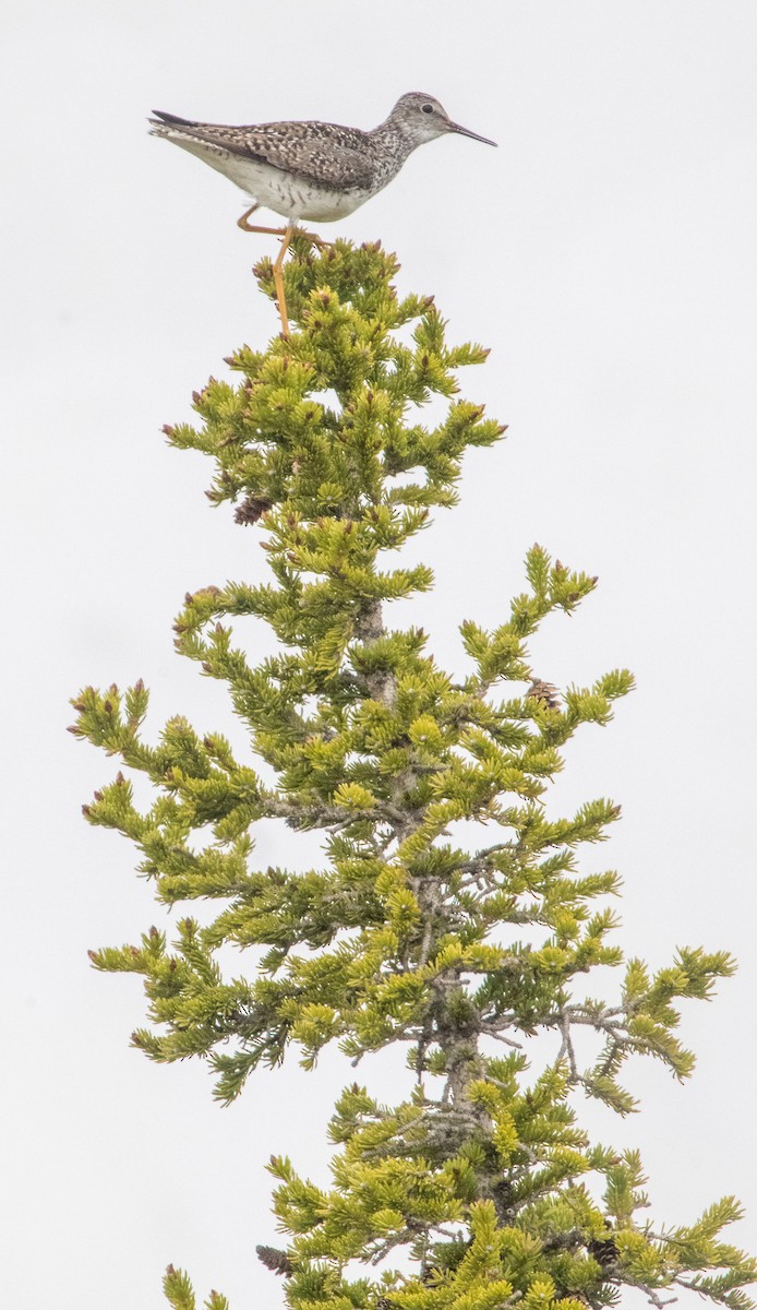 Lesser Yellowlegs - ML644015218