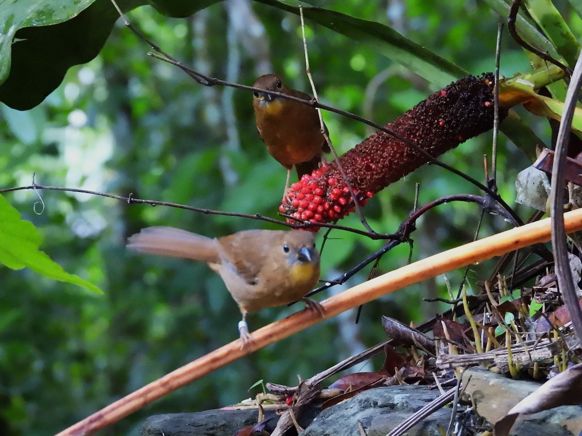 Habia à gorge rouge - ML644015219