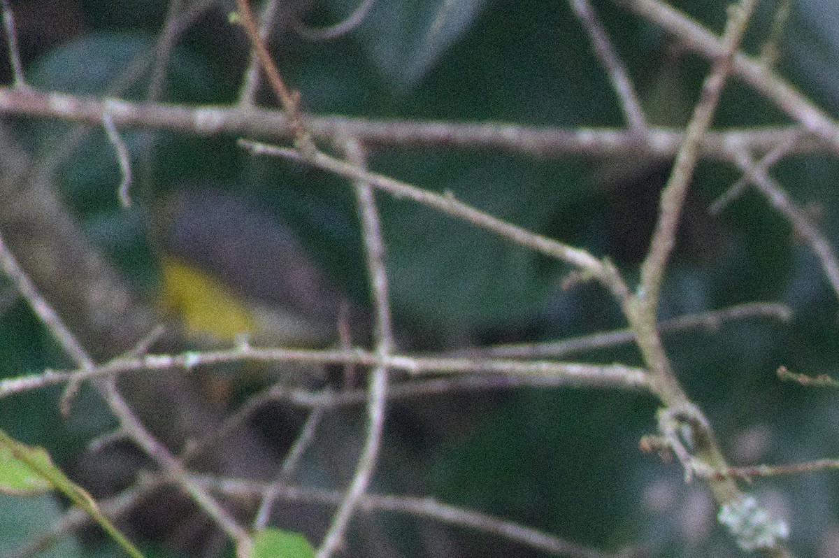 Canada Warbler - ML644015222