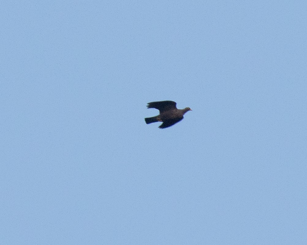 Rameron Pigeon - ML644015223