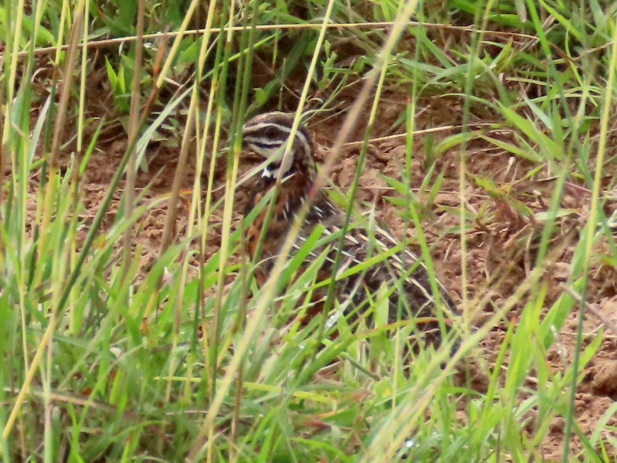 Harlequin Quail - ML644015231