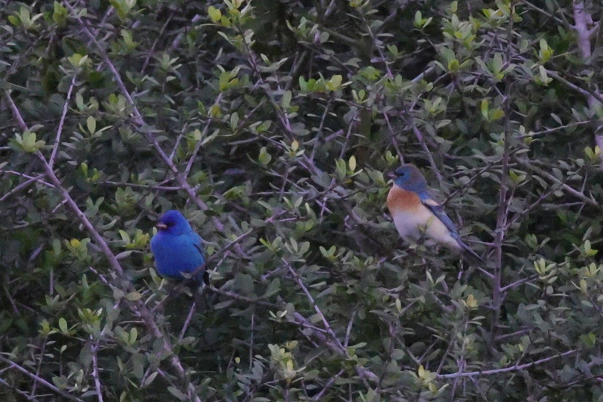 Lazuli Bunting - ML644015236
