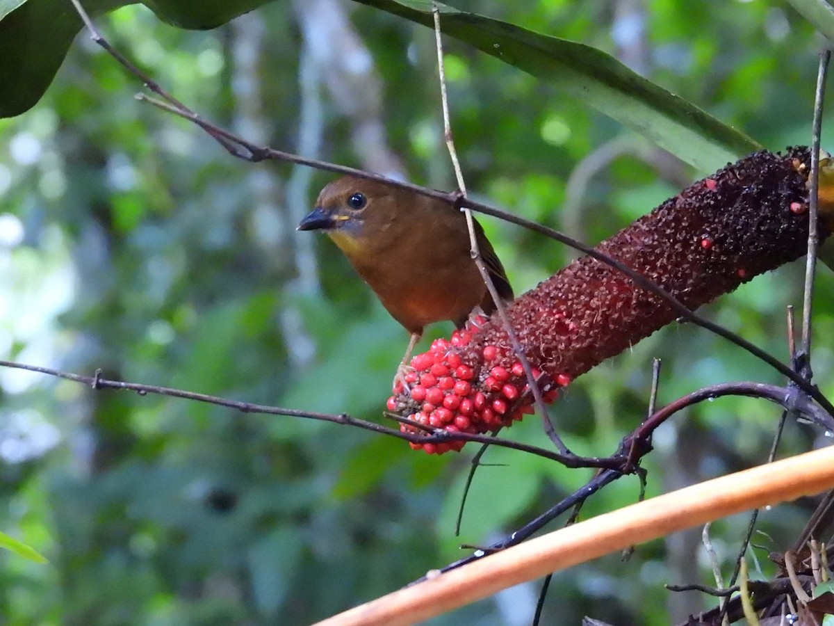 Habia à gorge rouge - ML644015237