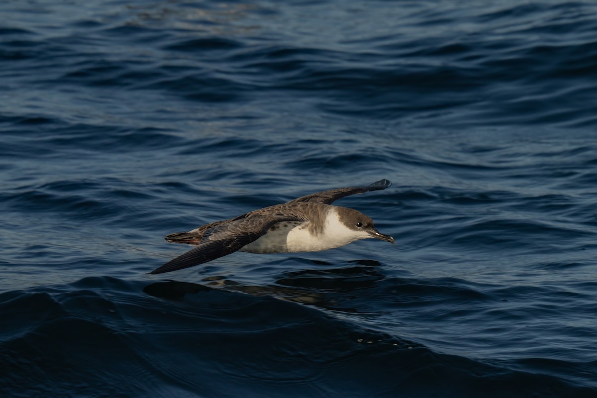 Great Shearwater - ML644015238