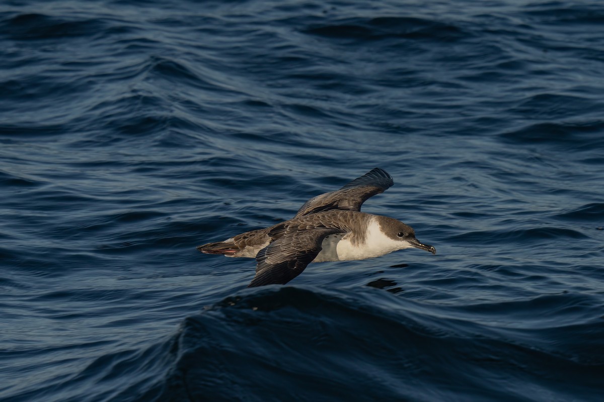 Great Shearwater - ML644015239