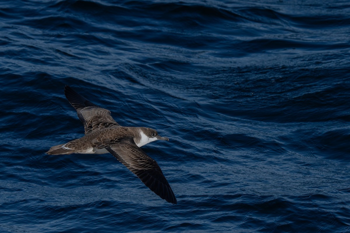 Great Shearwater - ML644015240