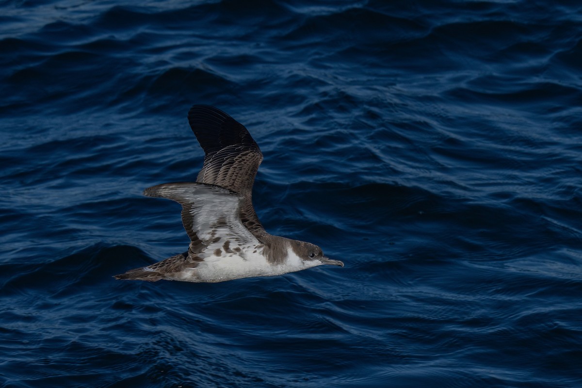 Great Shearwater - ML644015241