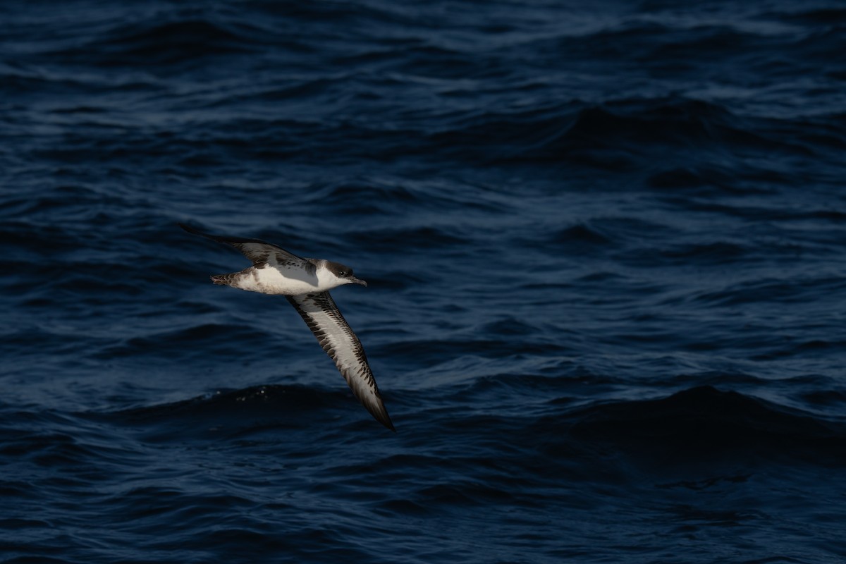 Great Shearwater - ML644015242