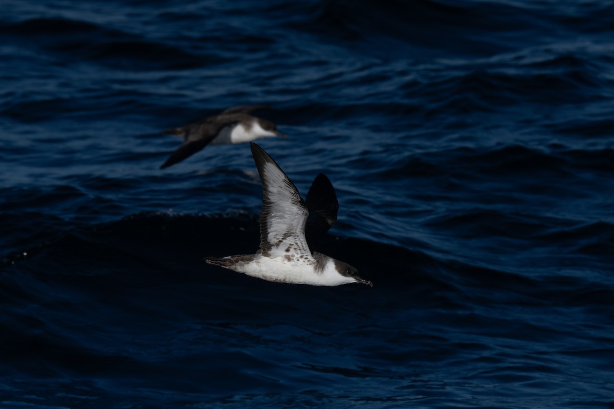 Great Shearwater - ML644015243