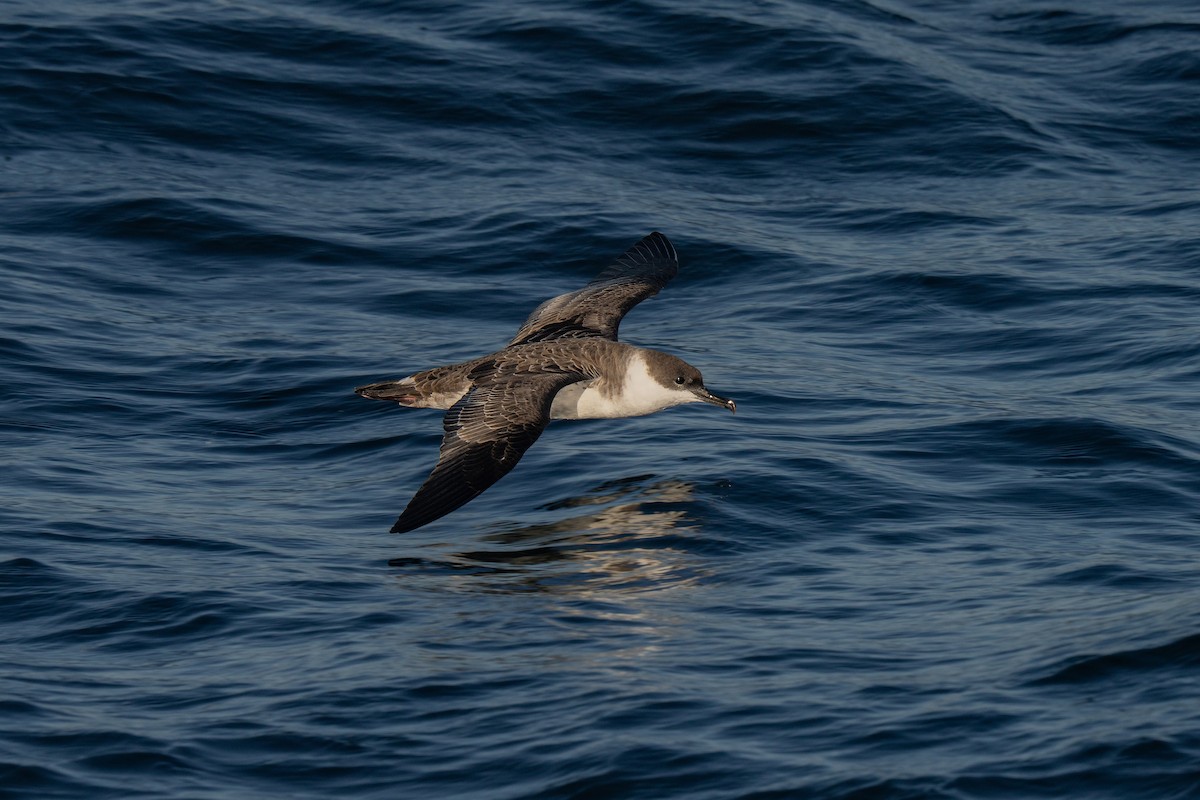 Great Shearwater - ML644015244