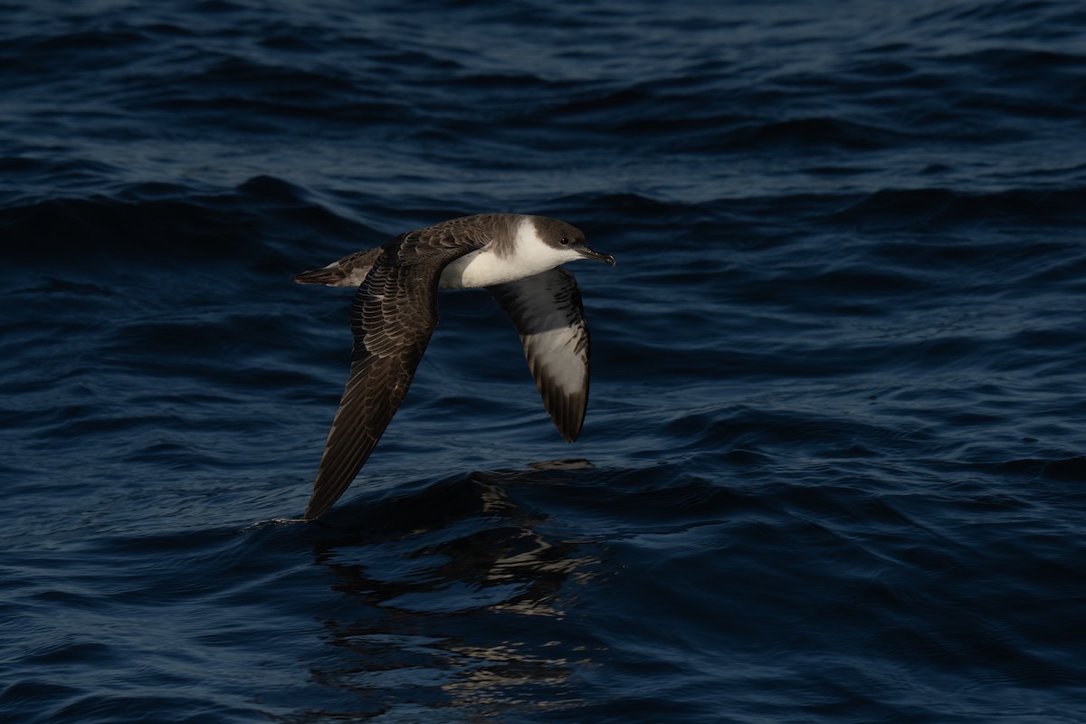 Great Shearwater - ML644015245