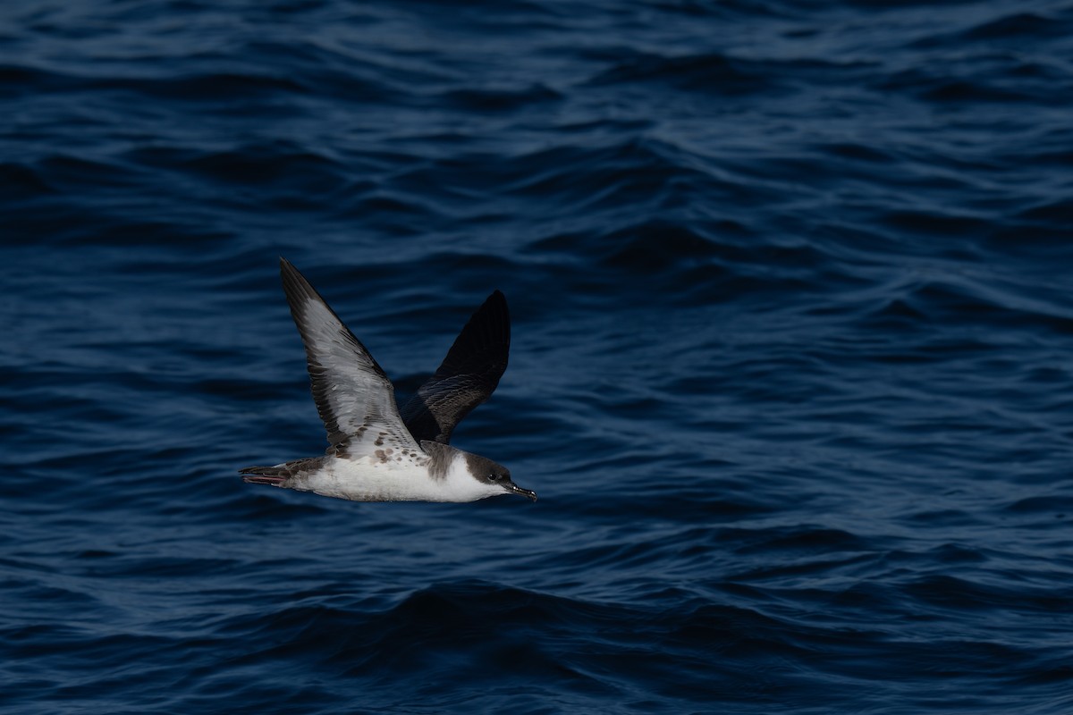 Great Shearwater - ML644015246