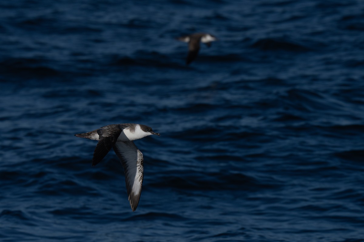 Great Shearwater - ML644015247