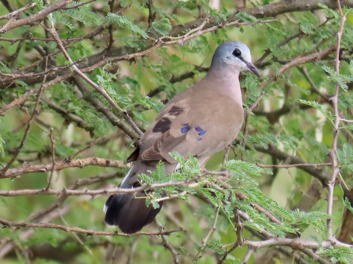 Black-billed Wood-Dove - ML644015248