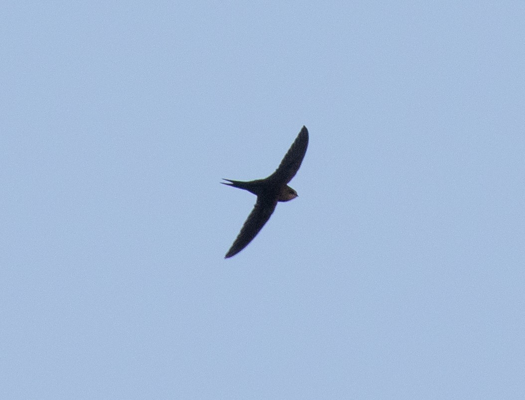 Scarce Swift - ML644015249