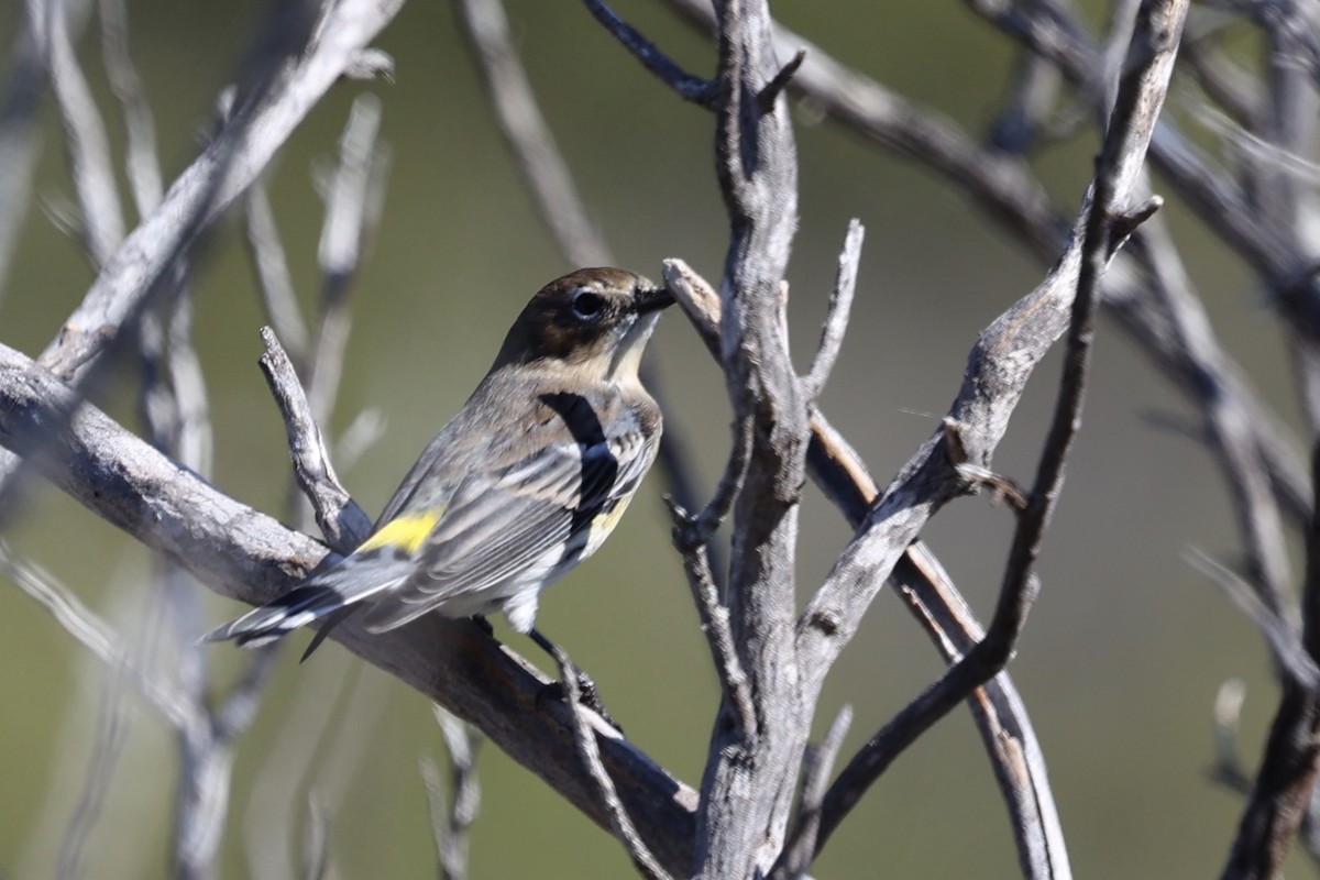 Kronenwaldsänger (Audubonwaldsänger) - ML644015252