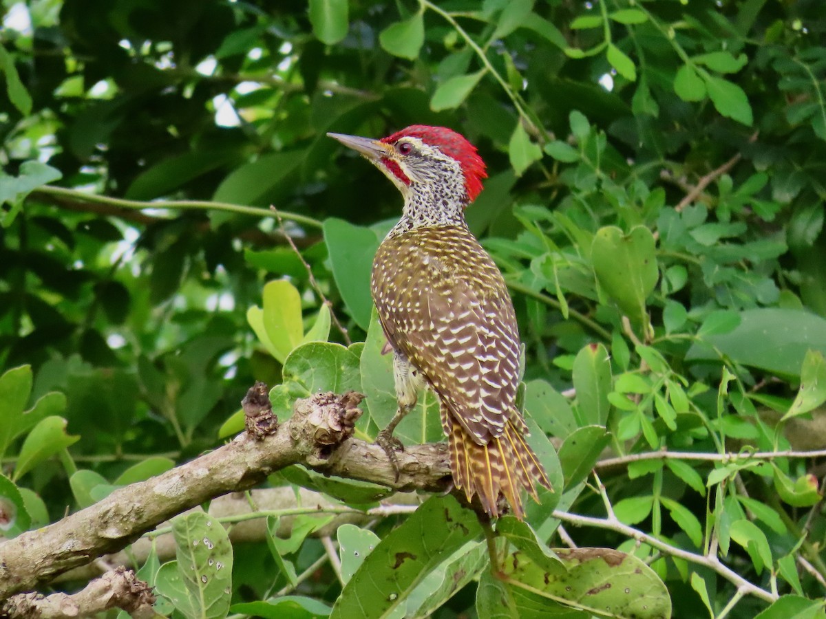 Nubian Woodpecker - ML644015257