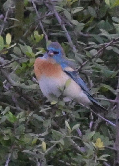 Lazuli Bunting - ML644015260