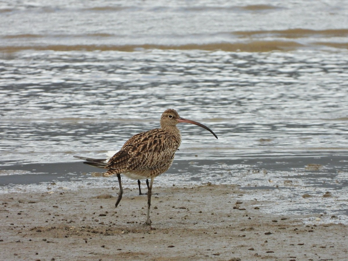 Far Eastern Curlew - ML644015265