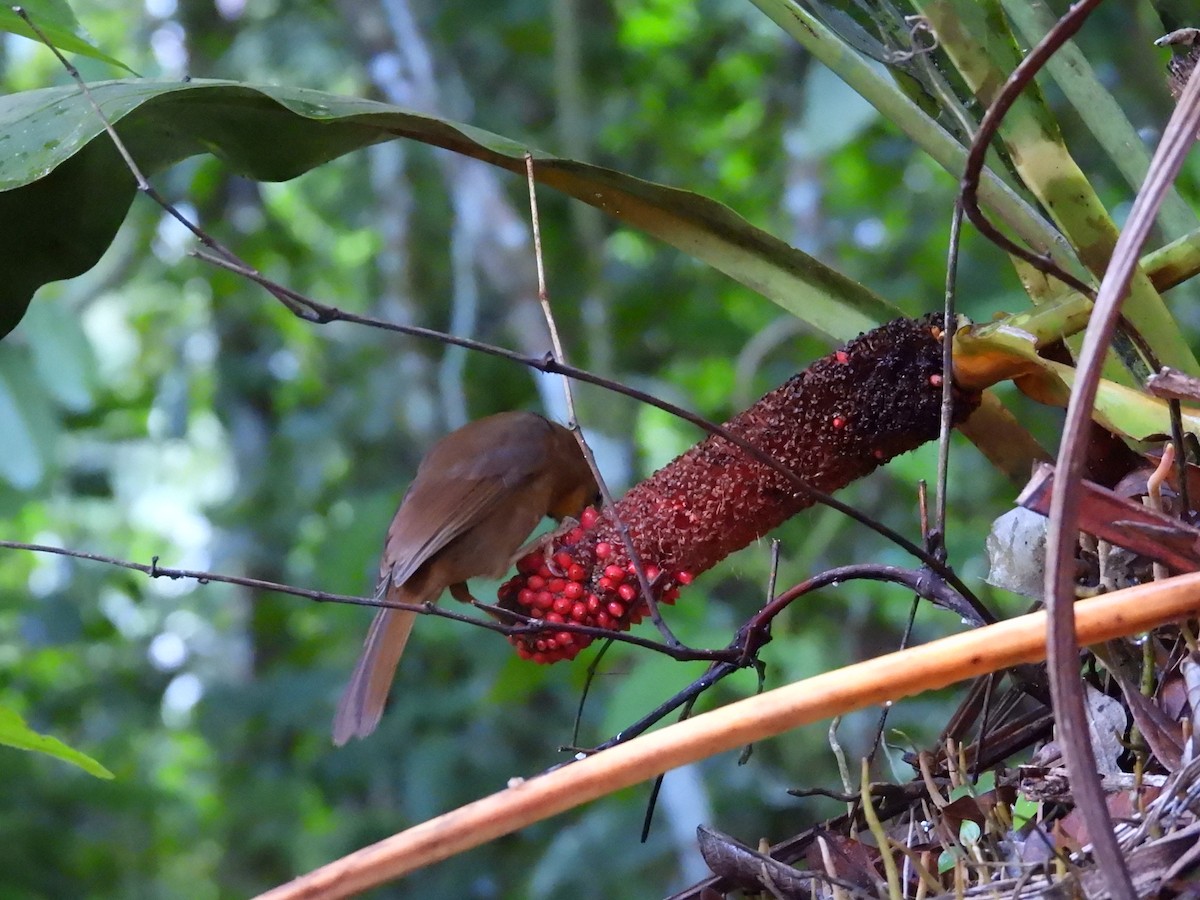 Habia à gorge rouge - ML644015266