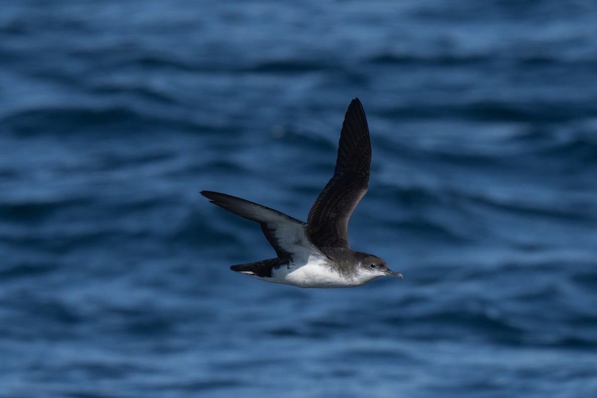 Manx Shearwater - ML644015267